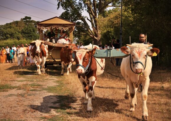Ox Power and Harvest Festival