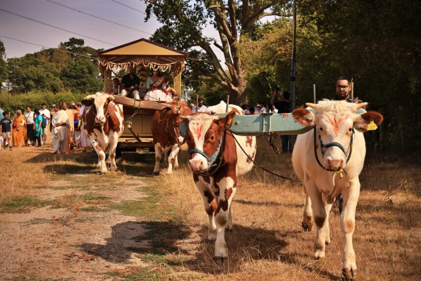 main image bulls Ox Power and Harvest Festival