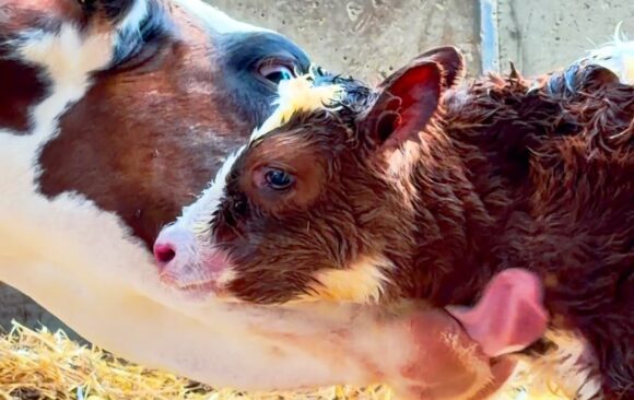 A New Calf Is Born