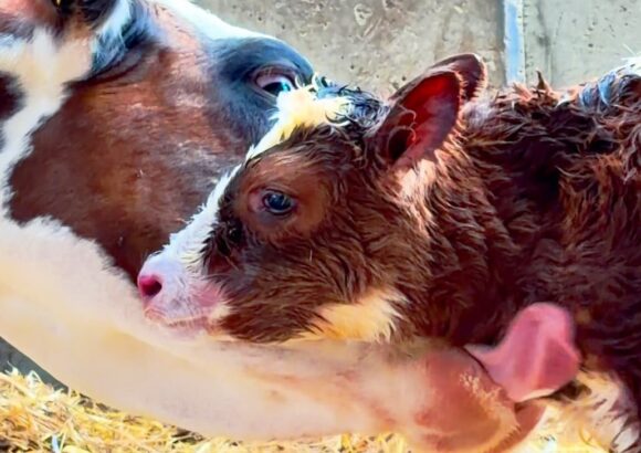 A New Calf Is Born