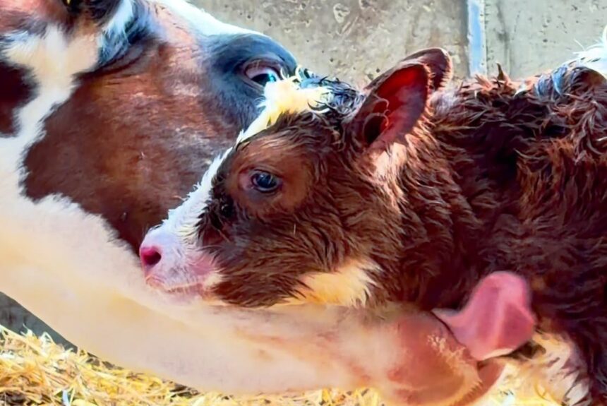 new calf A New Calf Is Born